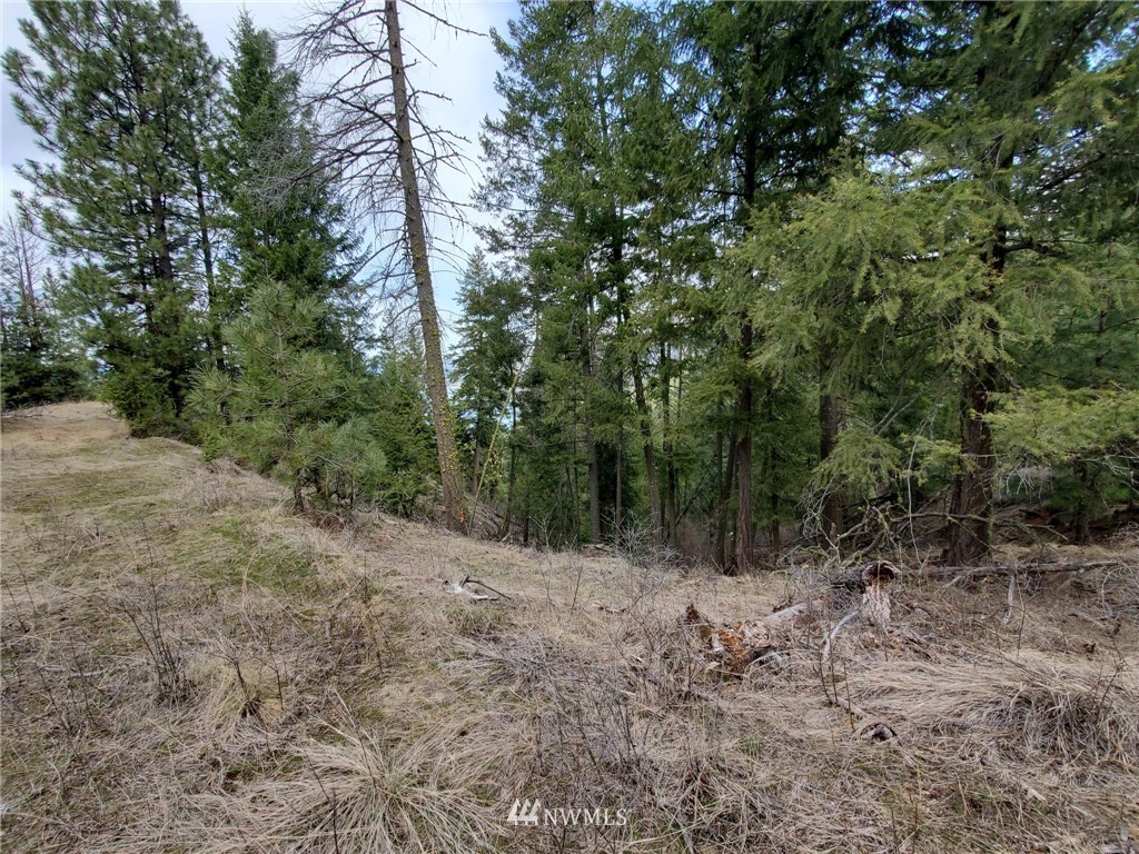 -tbd Bissell Road Hunters, WA 99137 - Photo 23 of 30 a view of a forest with trees in the background