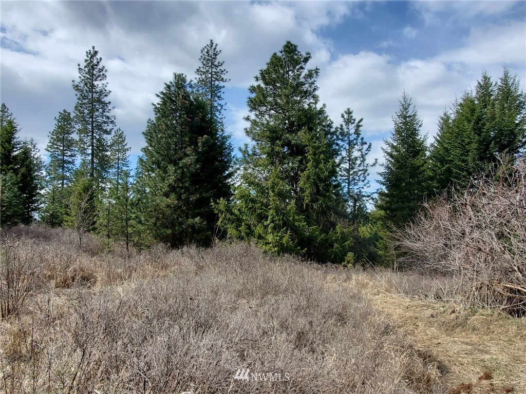 -tbd Bissell Road Hunters, WA 99137 - Photo 25 of 30 a view of a forest with trees in the background