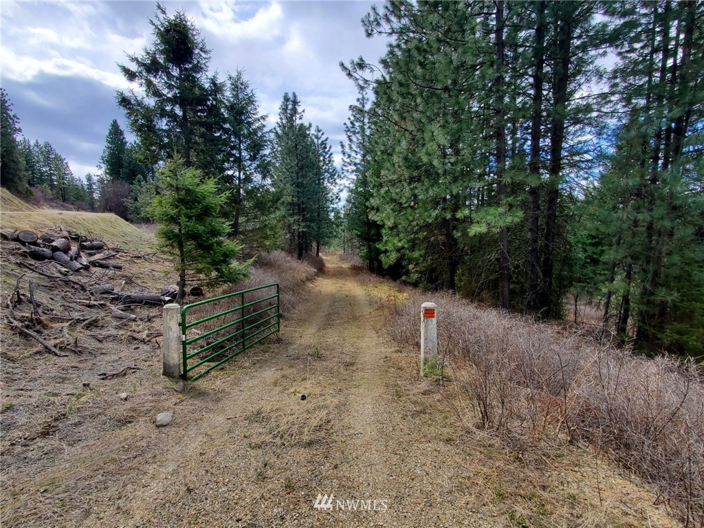 -tbd Bissell Road Hunters, WA 99137 - Photo 5 of 30 a view of a forest with trees