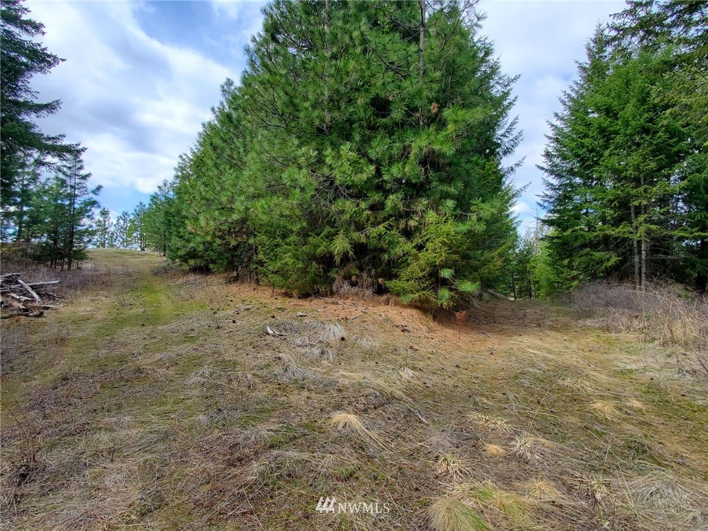 -tbd Bissell Road Hunters, WA 99137 - Photo 6 of 30 a view of a forest with trees in the background