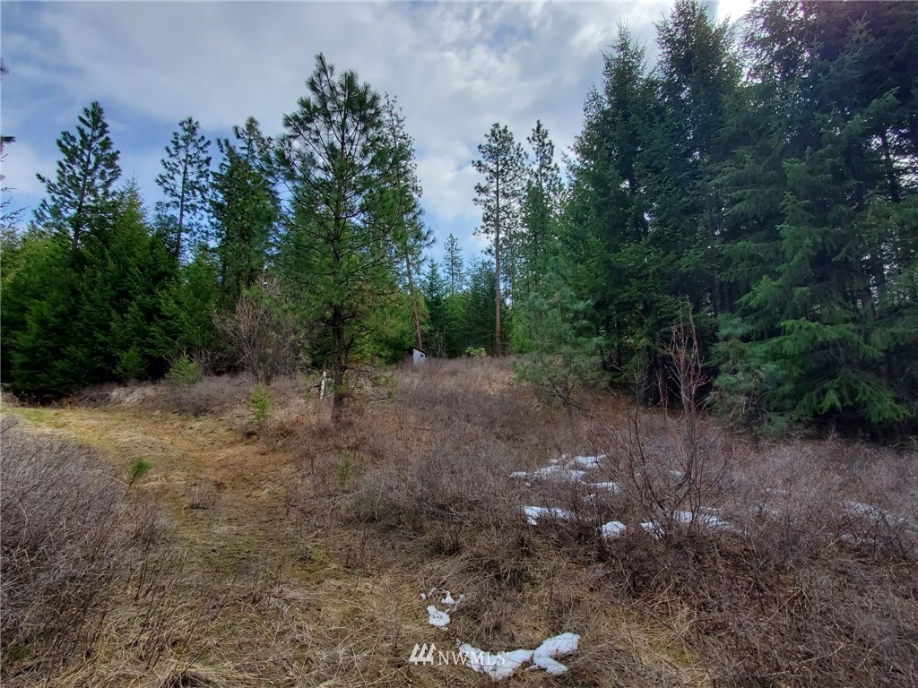 -tbd Bissell Road Hunters, WA 99137 - Photo 7 of 30 a view of a forest with trees in the background