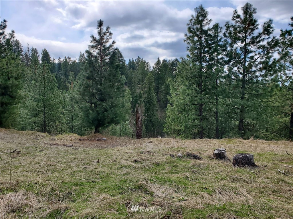 -tbd Bissell Road Hunters, WA 99137 - Photo 8 of 30 a view of a yard with a tree