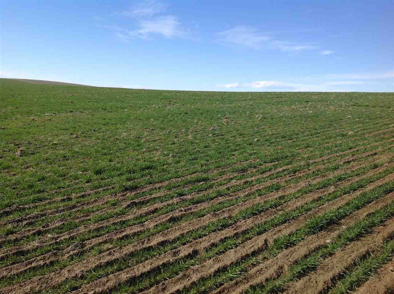 Nka West Herman Road, Unit PARCEL C Lind, WA 99341 - Photo 3 of 4