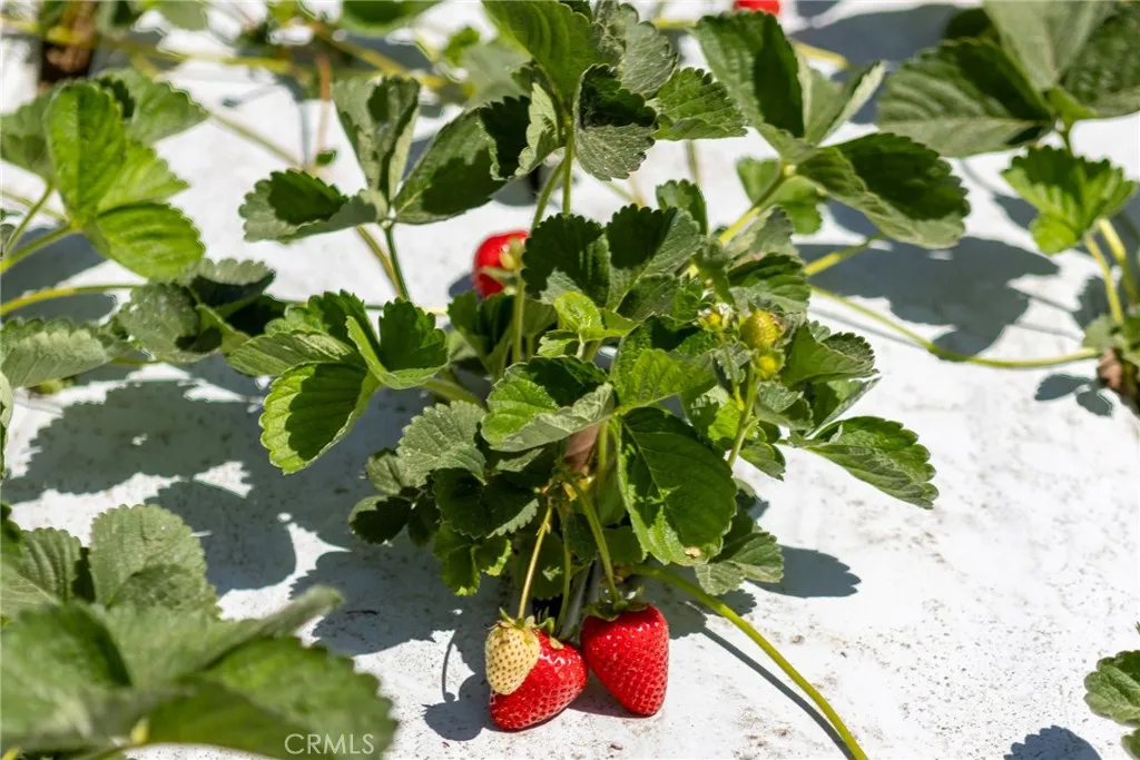 0 Indiana Los Angeles, CA 90063 - Photo 11 of 22 a view of a plant