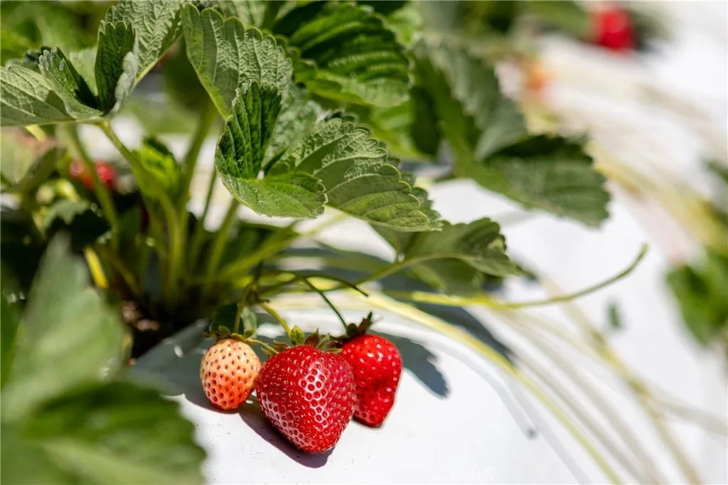 0 Indiana Nipomo, CA 93444 - Photo 12 of 22 a view of a flower in a garden