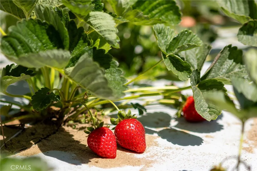 0 Indiana Nipomo, CA 93444 - Photo 13 of 22 a view of a tree