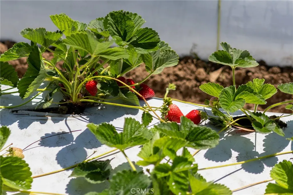 0 Indiana Nipomo, CA 93444 - Photo 10 of 22 a view of a flower