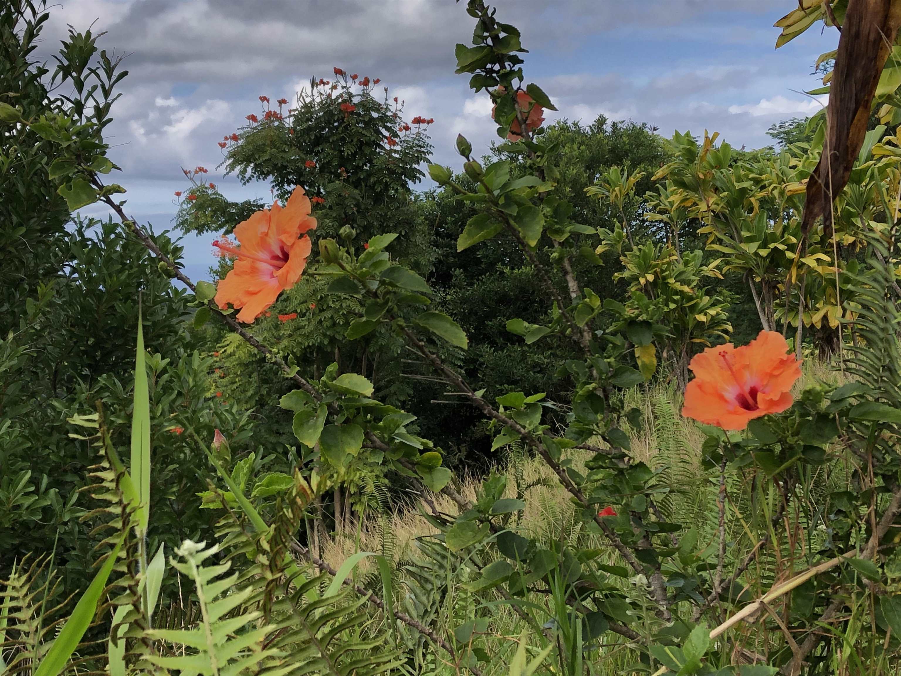 1234 Kaupakalua Road Haiku, HI 96708 - Photo 5 of 5 a view of a flower in a garden