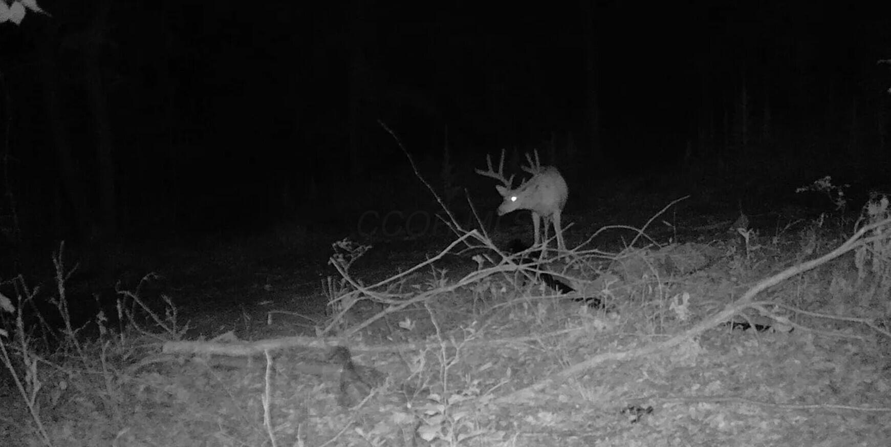 0 Hinkley Hollow Road Portsmouth, OH 45662 - Photo 21 of 48 Copy of 21