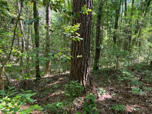 0 Old Boggy Road Opp, AL 36467 - Photo 20 of 24 Gallery Image 20