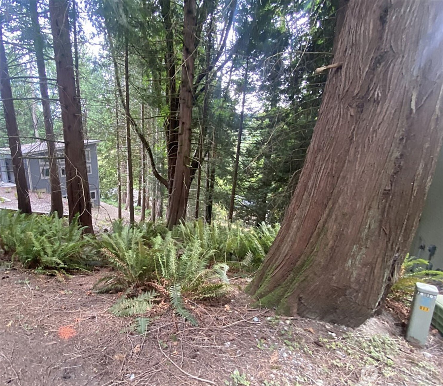 11 Granite Circle Bellingham, WA 98229 - Photo 1 of 8 a view of a yard with plants and large trees