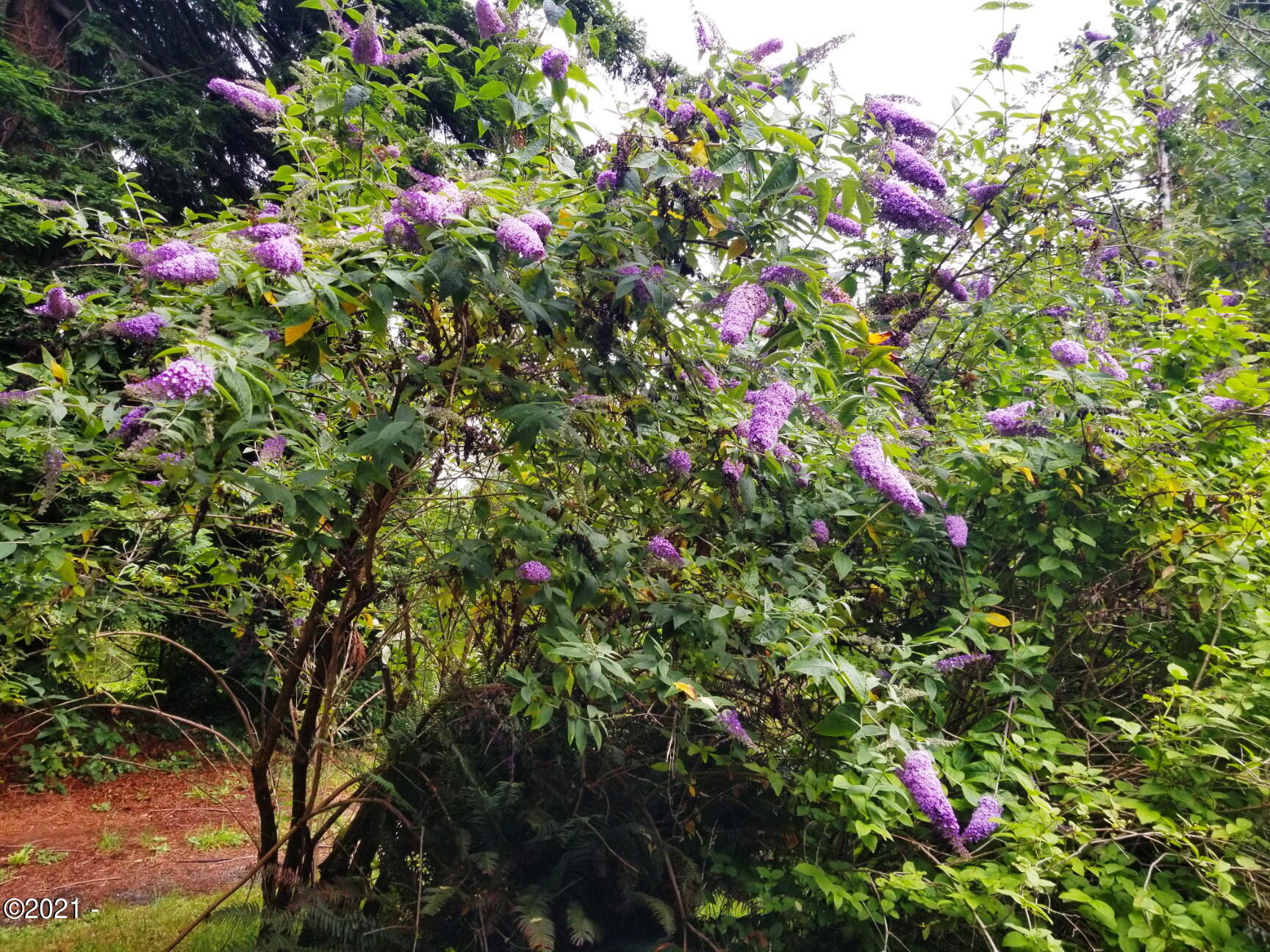 3204 North Bayview Road Waldport, OR 97394 - Photo 43 of 69 Flowers