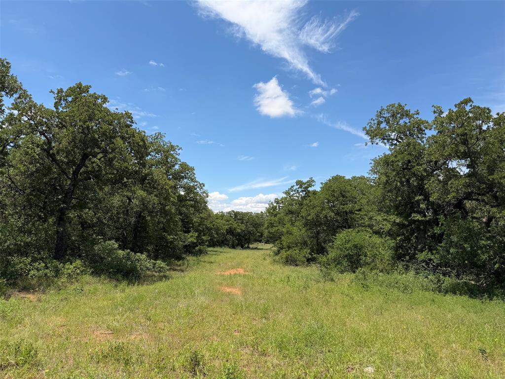 0 Rux Road Olney, TX 76374 - Photo 10 of 12 a view of a big yard with large trees