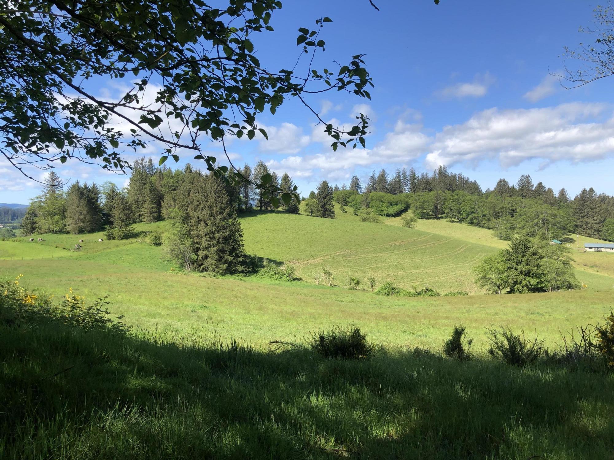 201 Hodgdon Road Tillamook, OR 97141 - Photo 8 of 33 IMG_7834