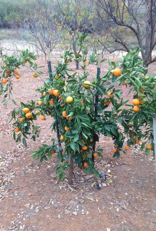 9290 Cramer Road Auburn, CA 95602 - Photo 58 of 66