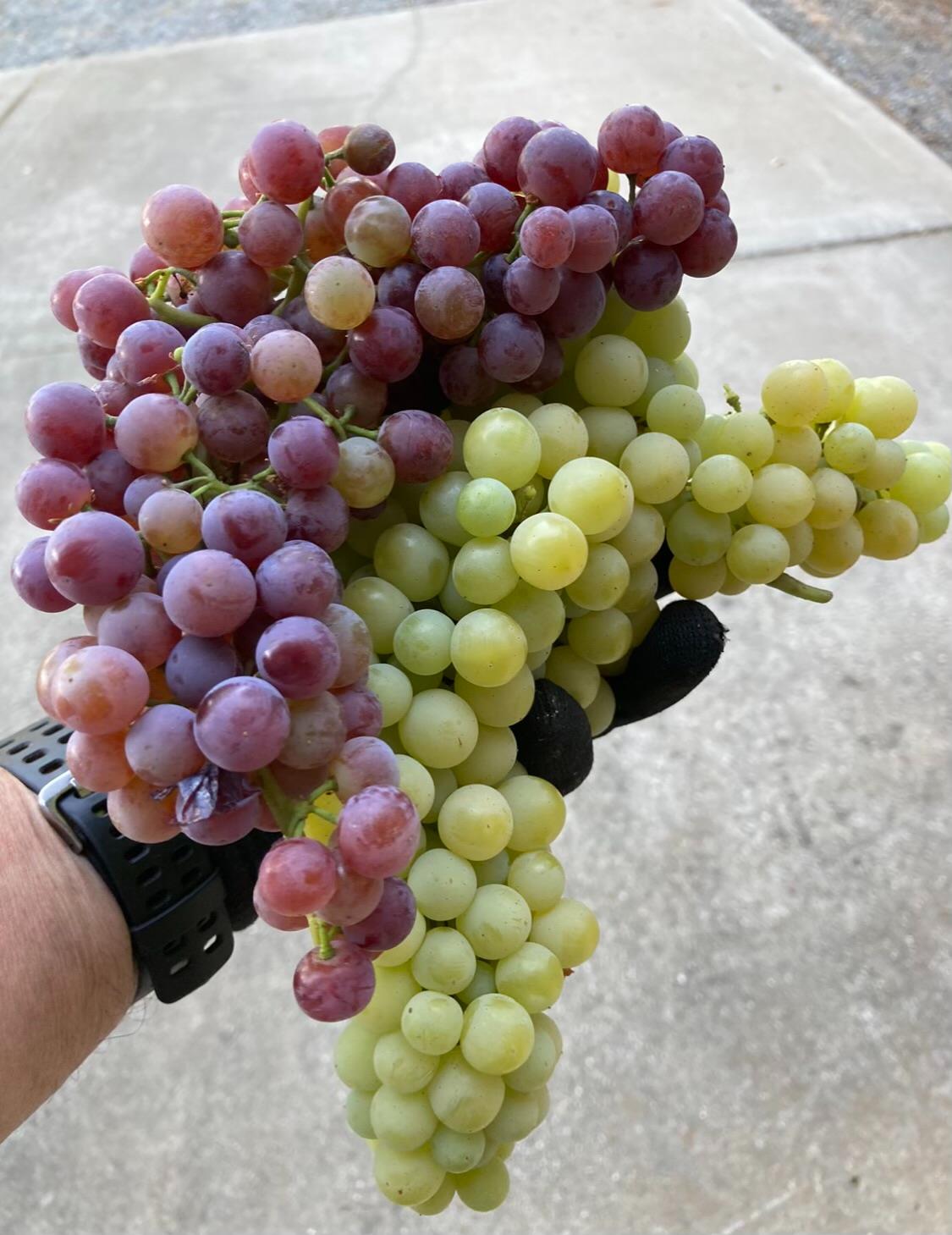 9290 Cramer Road Auburn, CA 95602 - Photo 59 of 66 Boutique Vineyard with both red and white wine making grapes. Multiple fruit trees and blackberry bushes too