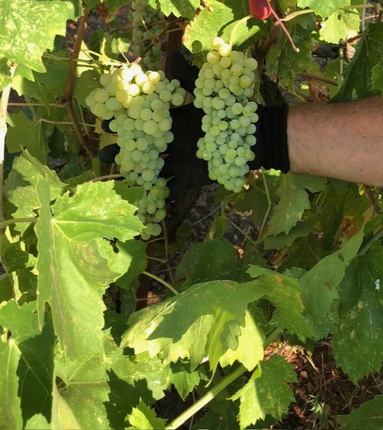 9290 Cramer Road Auburn, CA 95602 - Photo 60 of 66