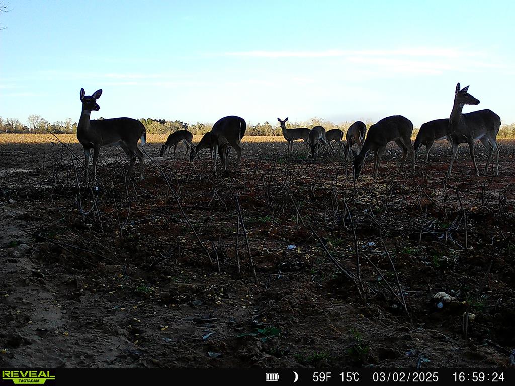 0 Macedonia Ch Road Columbia, AL 36319 - Photo 50 of 61