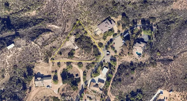 a view of a forest with a tree