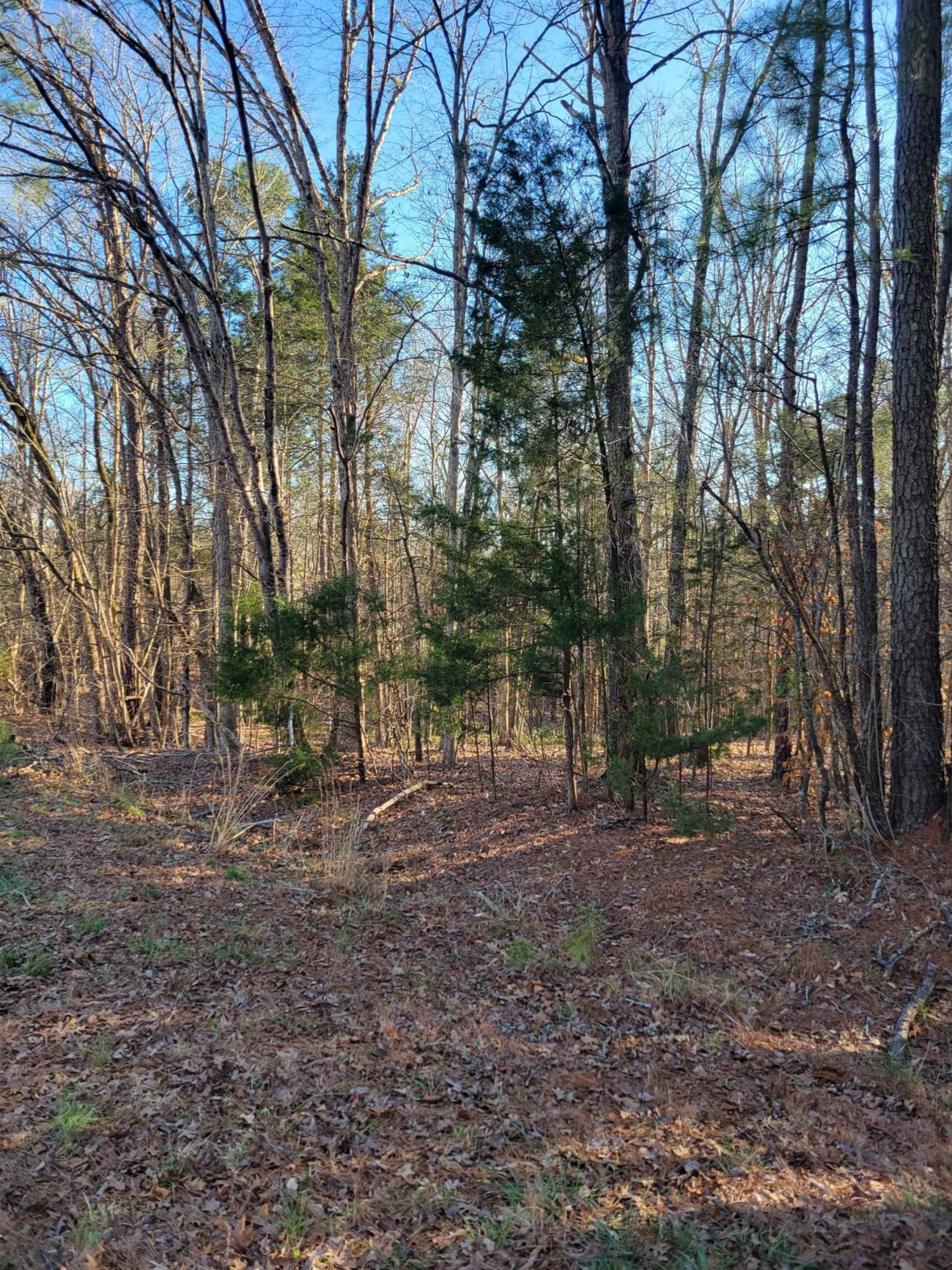 a view of a yard with a tree