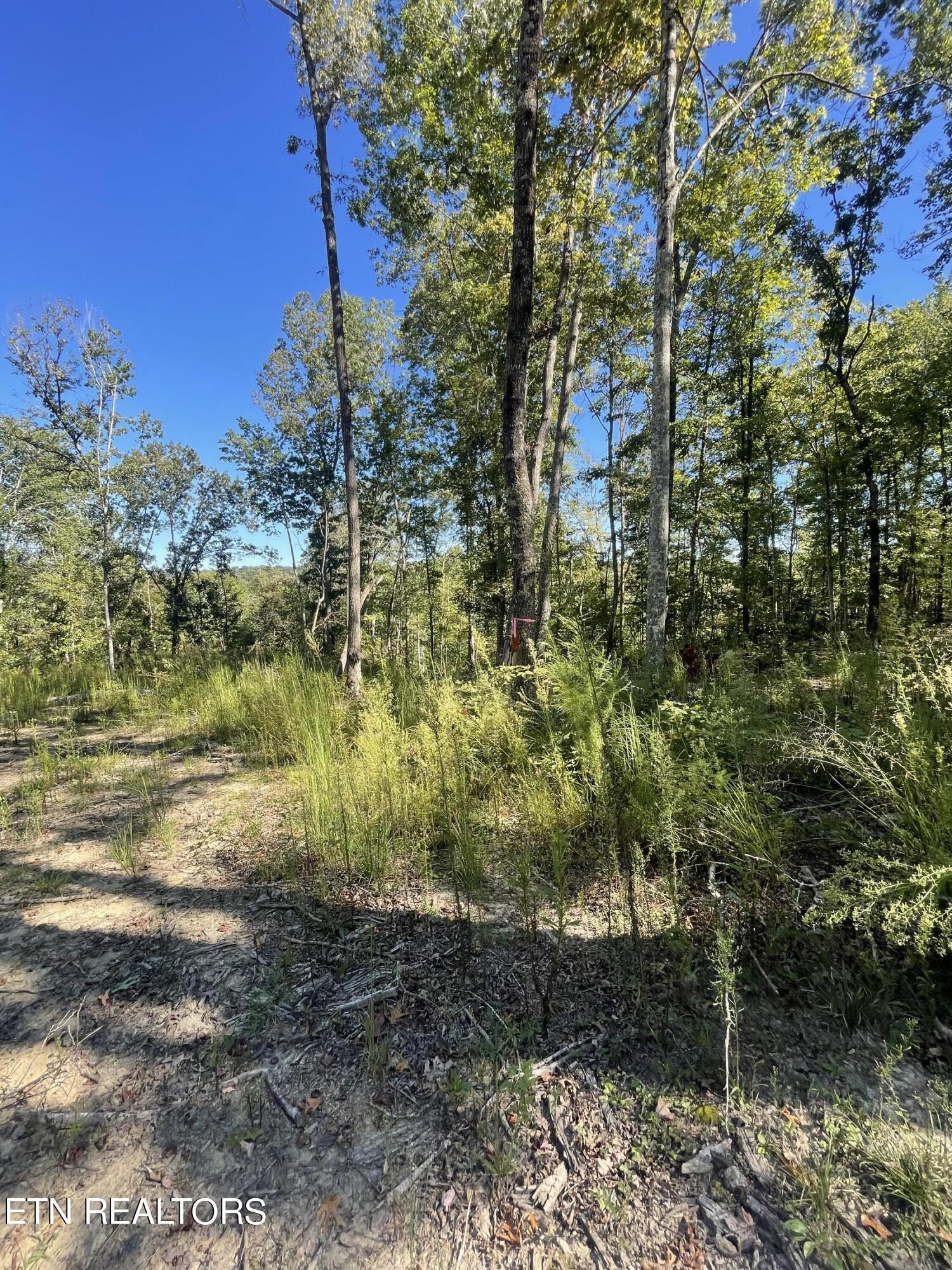 0 Charlie Newberry Road Lancing, TN 37770 - Photo 13 of 31 a view of a yard with plants and trees