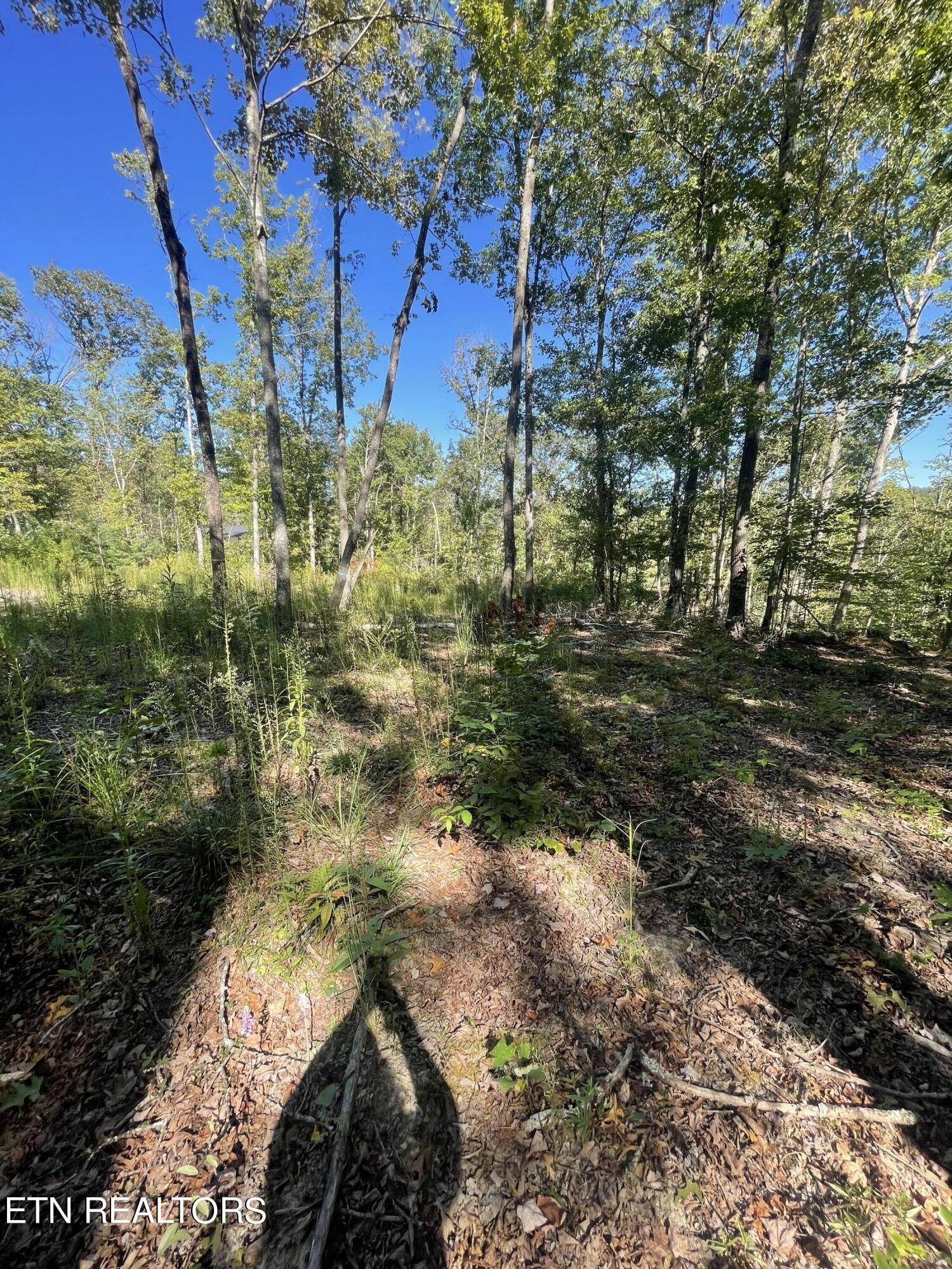0 Charlie Newberry Road Lancing, TN 37770 - Photo 15 of 31 a view of a yard with plants and large trees