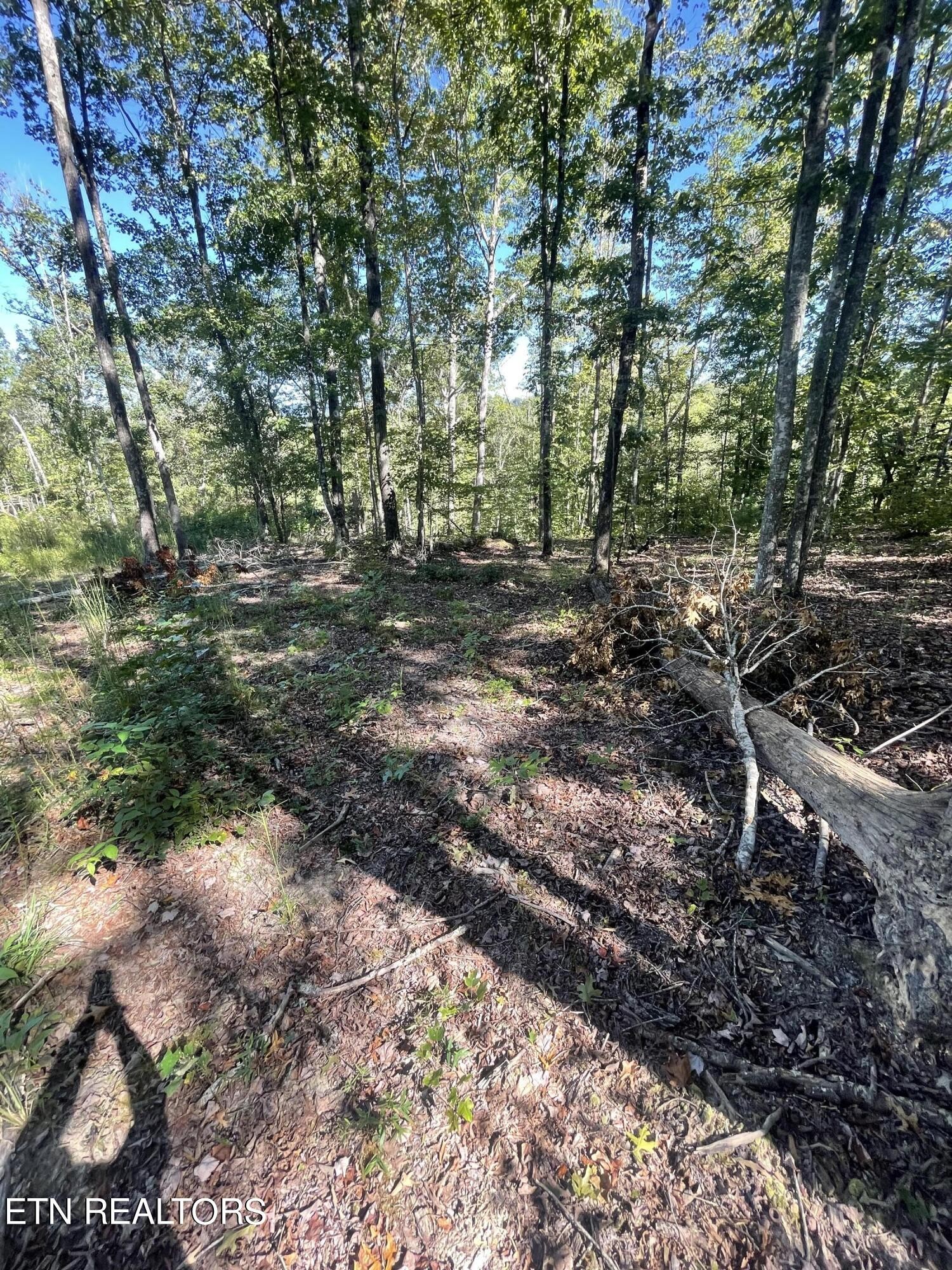 0 Charlie Newberry Road Lancing, TN 37770 - Photo 17 of 31 a view of a forest filled with trees