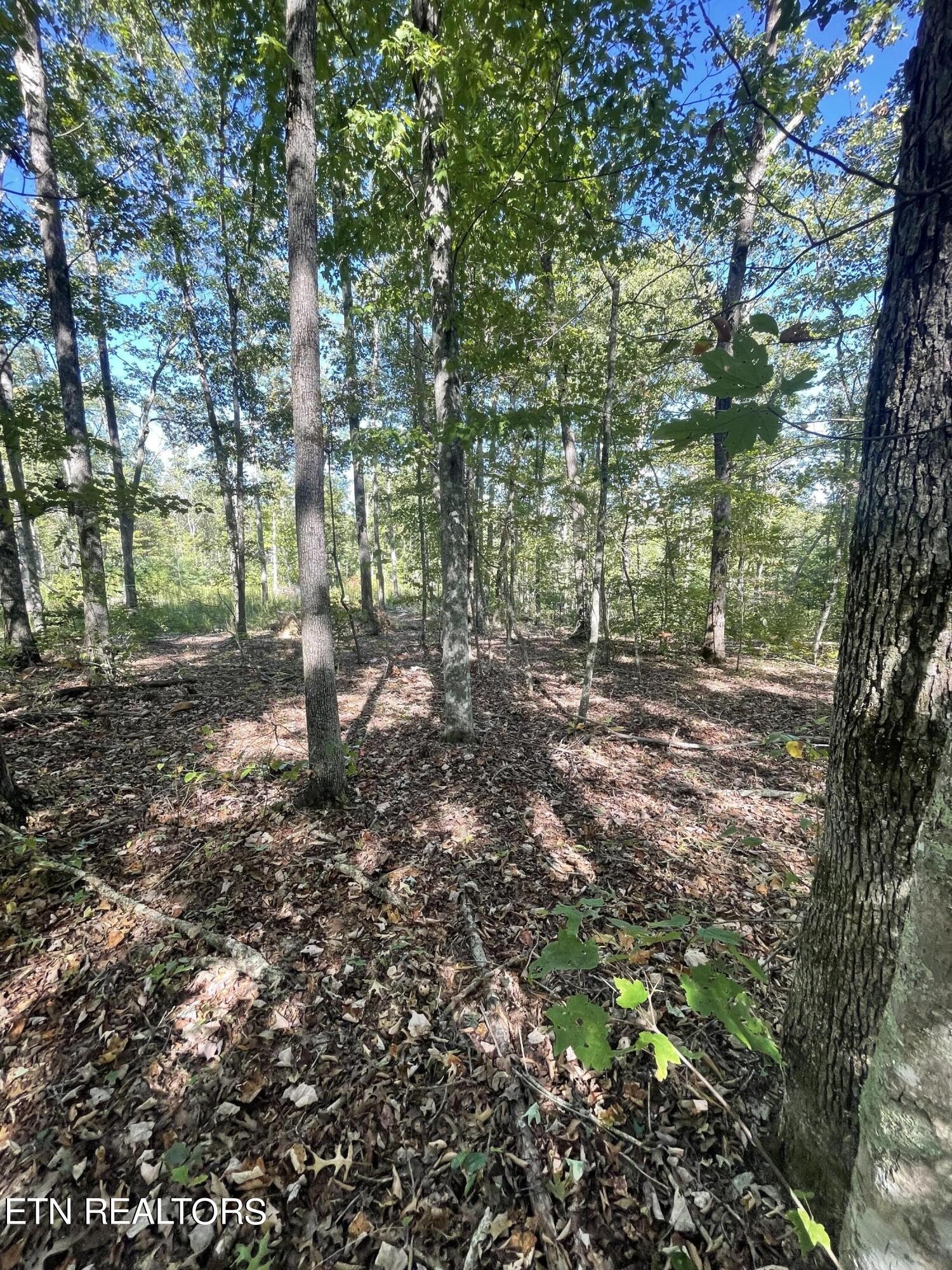 0 Charlie Newberry Road Lancing, TN 37770 - Photo 18 of 31 a backyard of a house with lots of green space