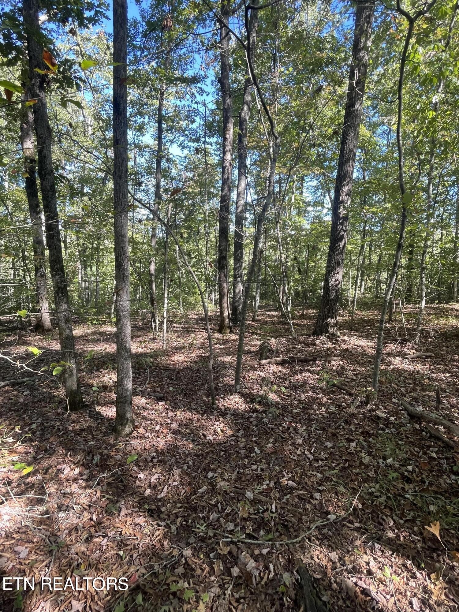 0 Charlie Newberry Road Lancing, TN 37770 - Photo 19 of 31 a view of a forest with trees
