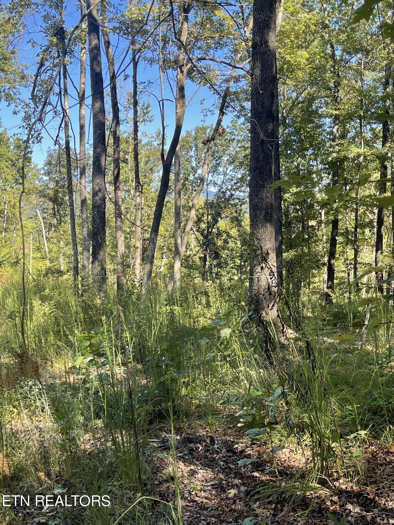 0 Charlie Newberry Road Lancing, TN 37770 - Photo 25 of 31 a view of forest