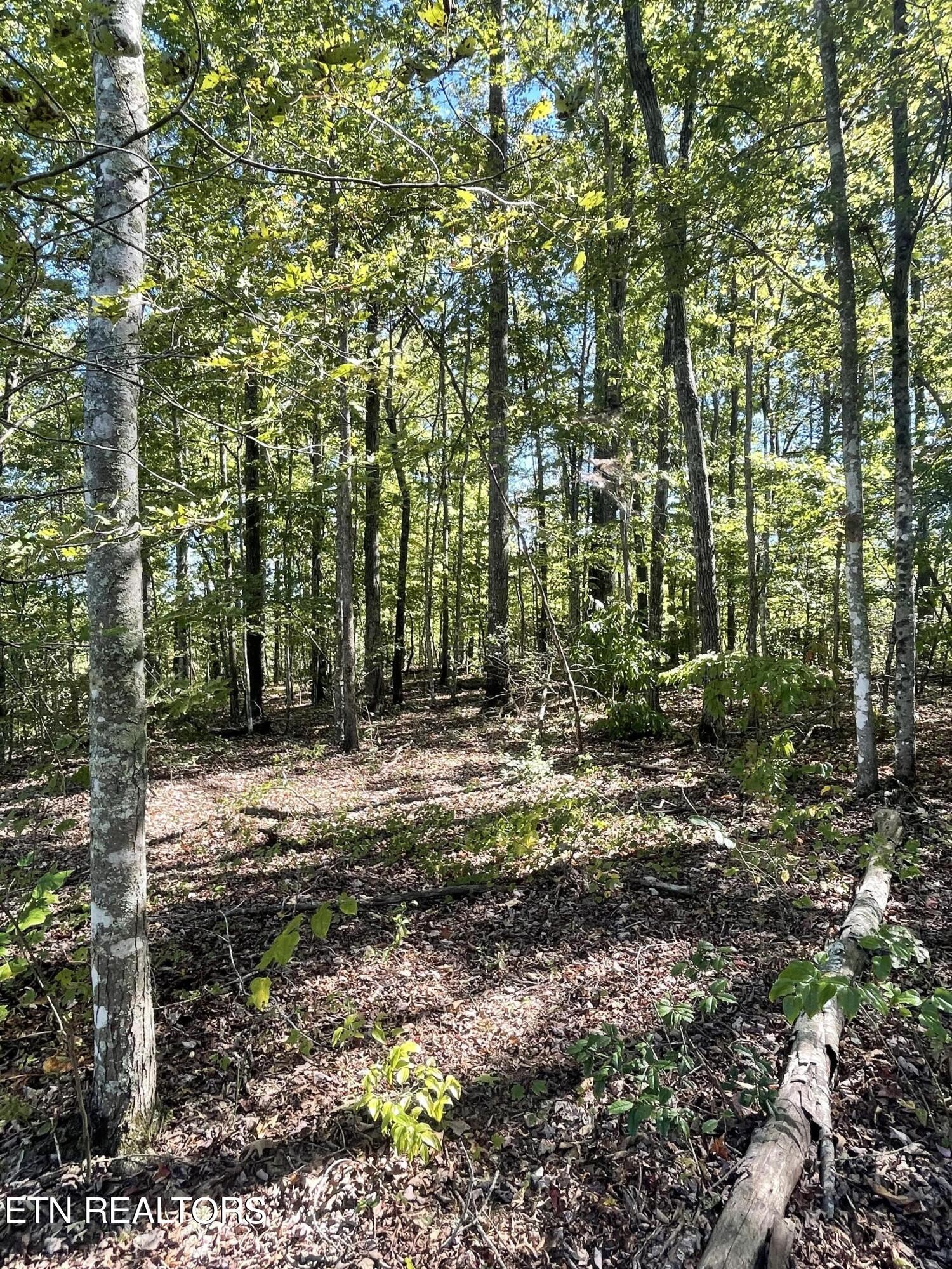 0 Charlie Newberry Road Lancing, TN 37770 - Photo 26 of 31 a backyard of a house with lots of green space
