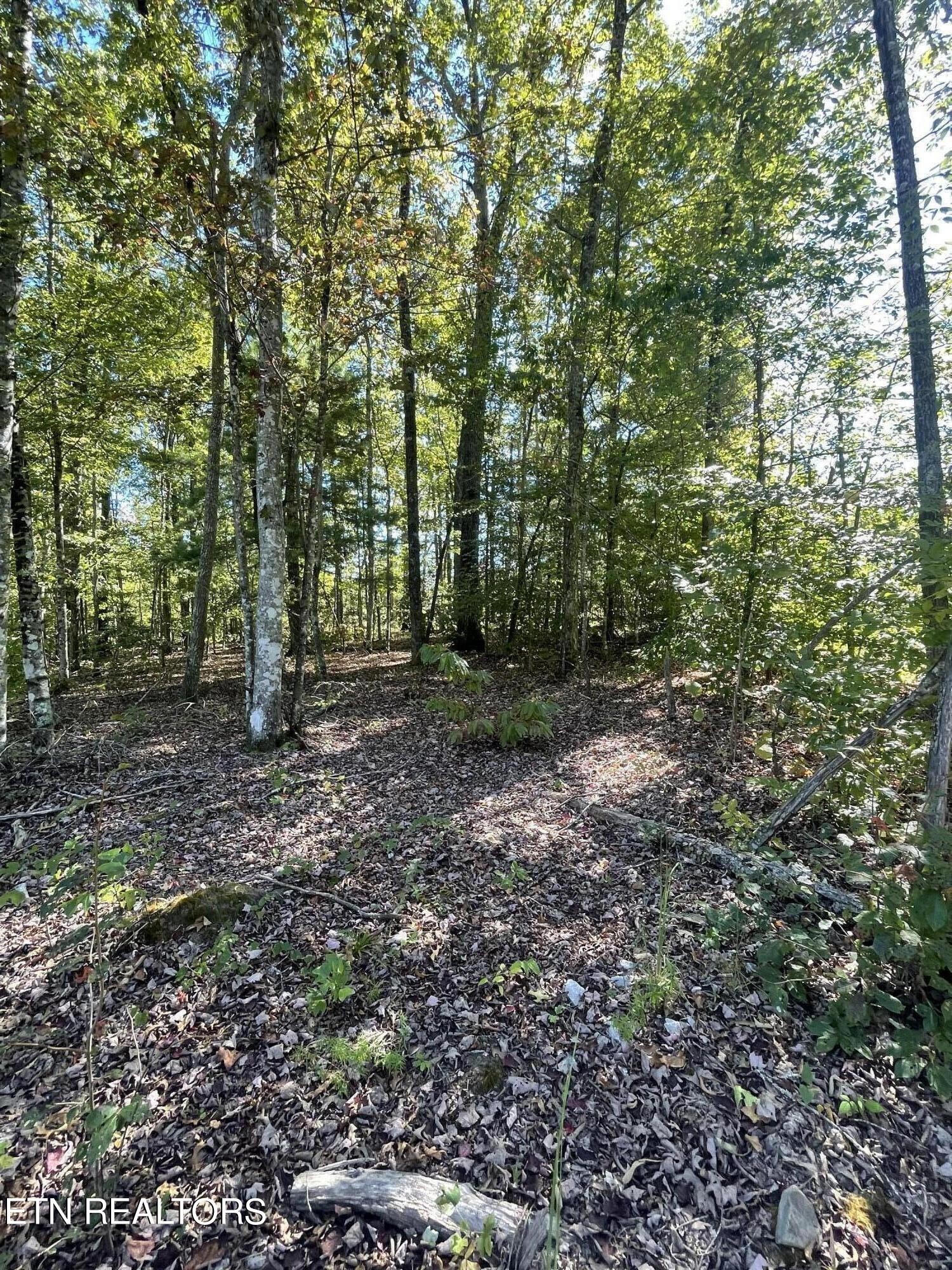 0 Charlie Newberry Road Lancing, TN 37770 - Photo 27 of 31 a view of a forest with trees in the background