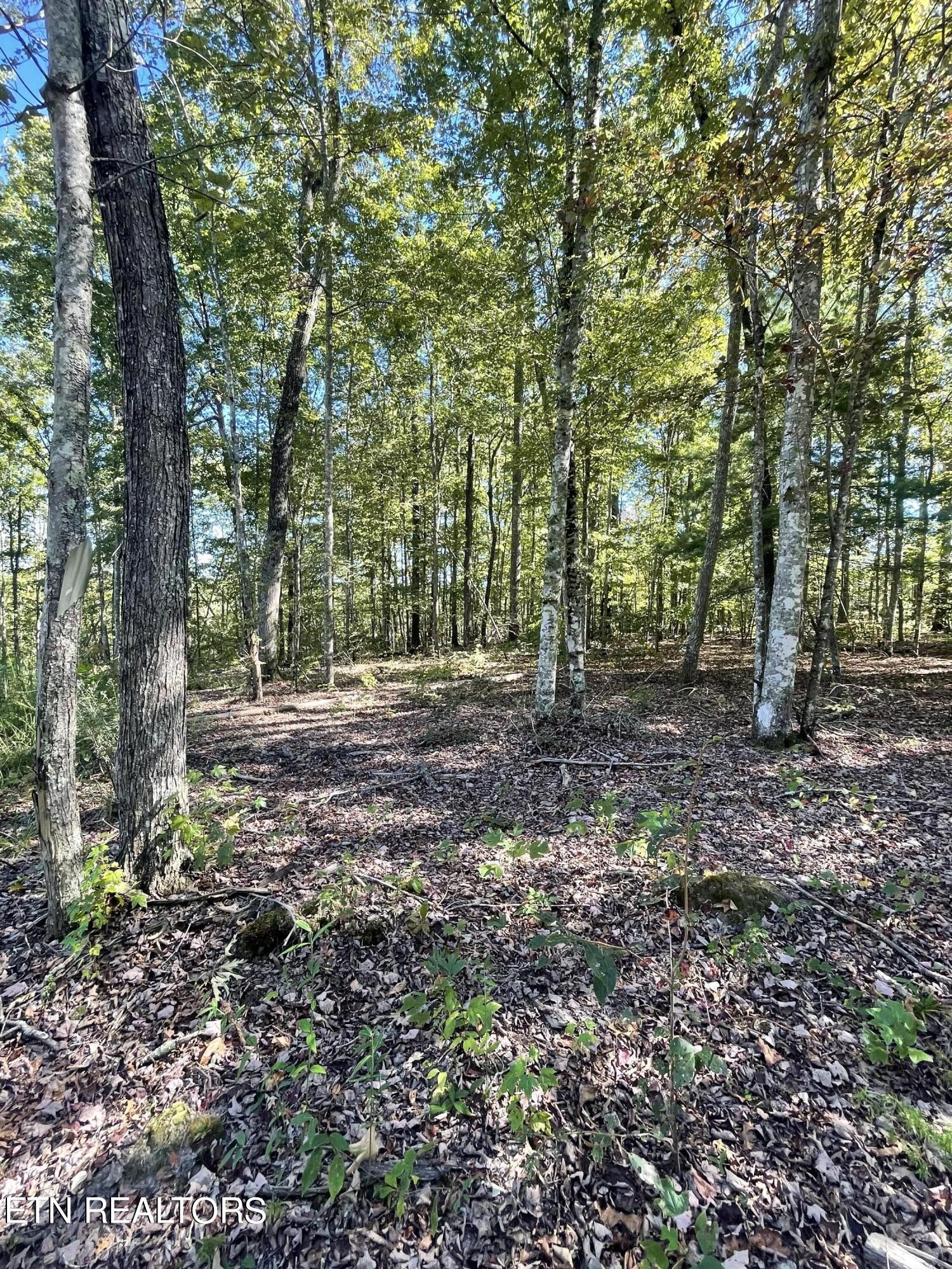 0 Charlie Newberry Road Lancing, TN 37770 - Photo 28 of 31 a view of outdoor space and trees