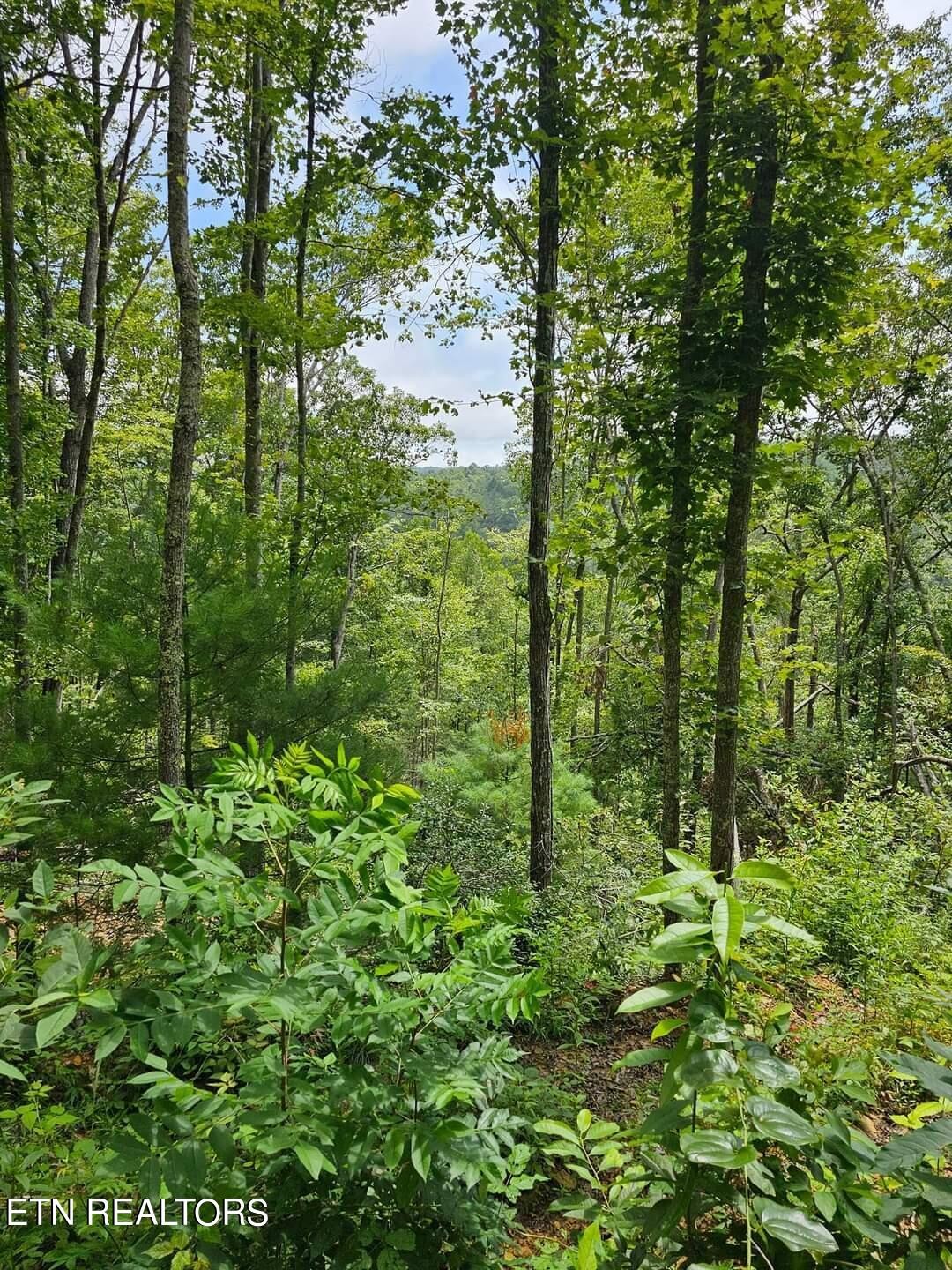 0 Charlie Newberry Road Lancing, TN 37770 - Photo 6 of 31 a view of a garden