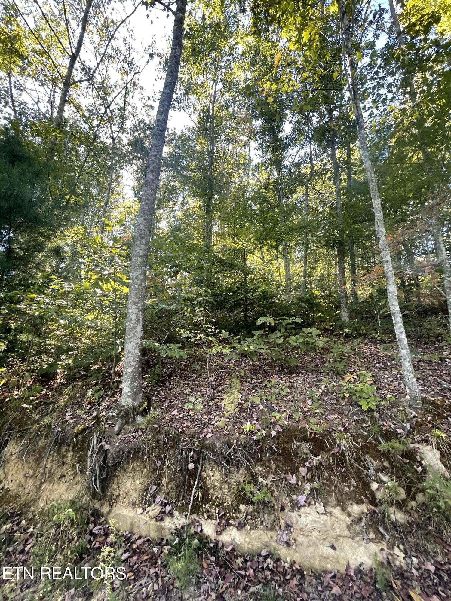 0 Charlie Newberry Road Lancing, TN 37770 - Photo 8 of 31 a view of a forest that has large trees