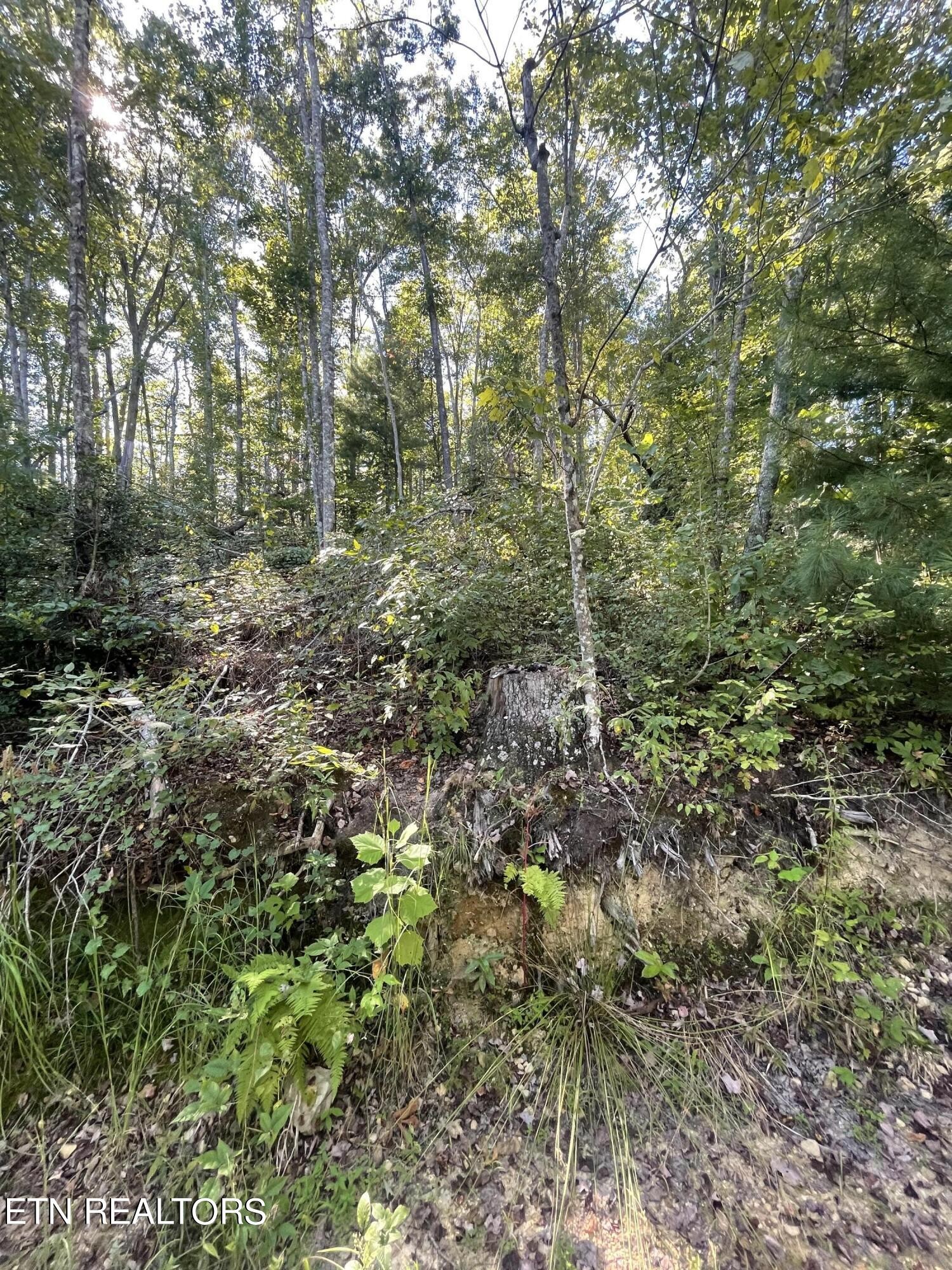 0 Charlie Newberry Road Lancing, TN 37770 - Photo 9 of 31 a view of a forest with trees