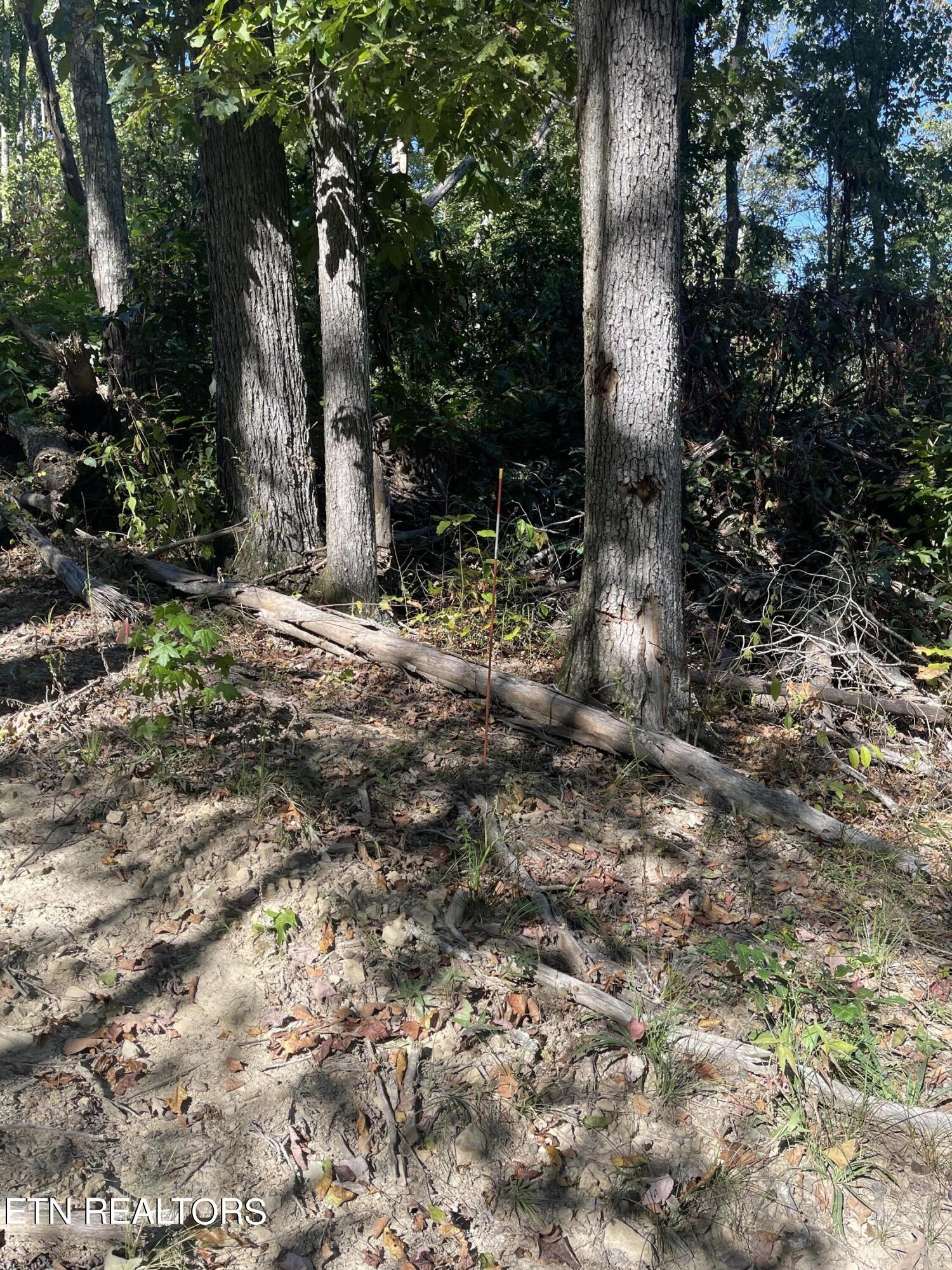 0 Charlie Newberry Road Lancing, TN 37770 - Photo 10 of 31 a view of a tree in the middle of a yard