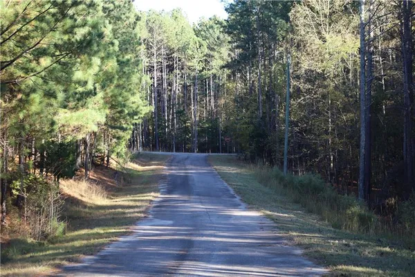 a view of a forest with trees