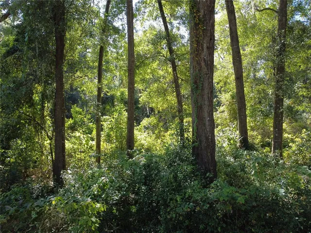 a view of forest