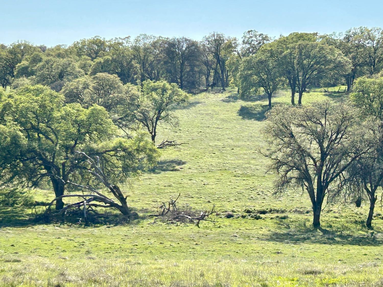 790 Los Verjeles Road Bangor, CA 95901 - Photo 95 of 97 a view of a yard with an trees