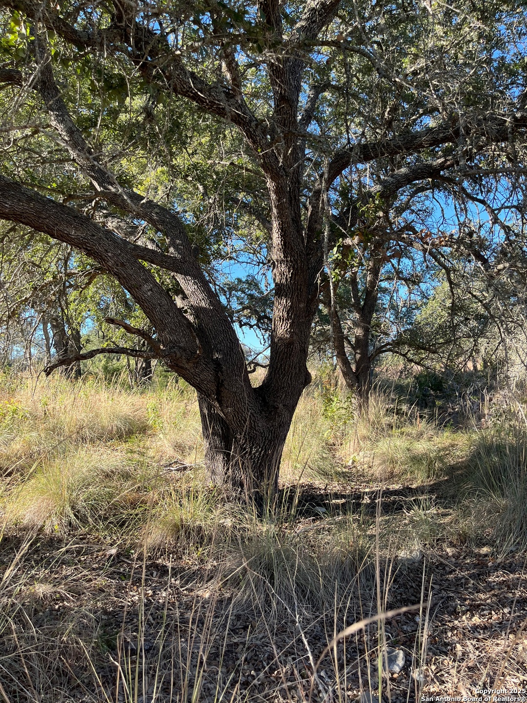 Lot 2 Live Oak Ridge Bandera, TX 78003 - Photo 5 of 11 a view of a tree in front of a tree