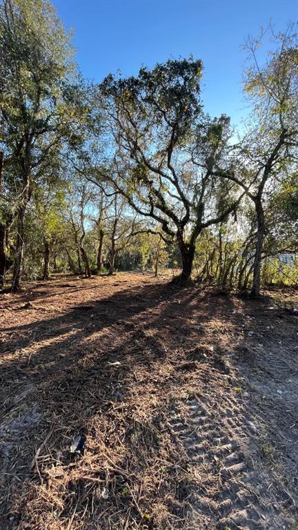 Hagar Drive New Port Richey, FL 34654 - Photo 2 of 10 a view of dirt yard with a large tree