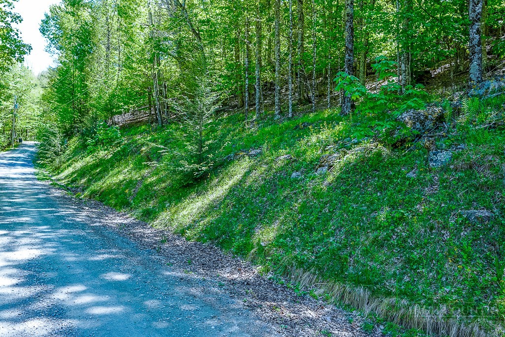 241 Lakeledge Road Beech Mountain, NC 28604 - Photo 9 of 21 a view of a yard with plants and a tree