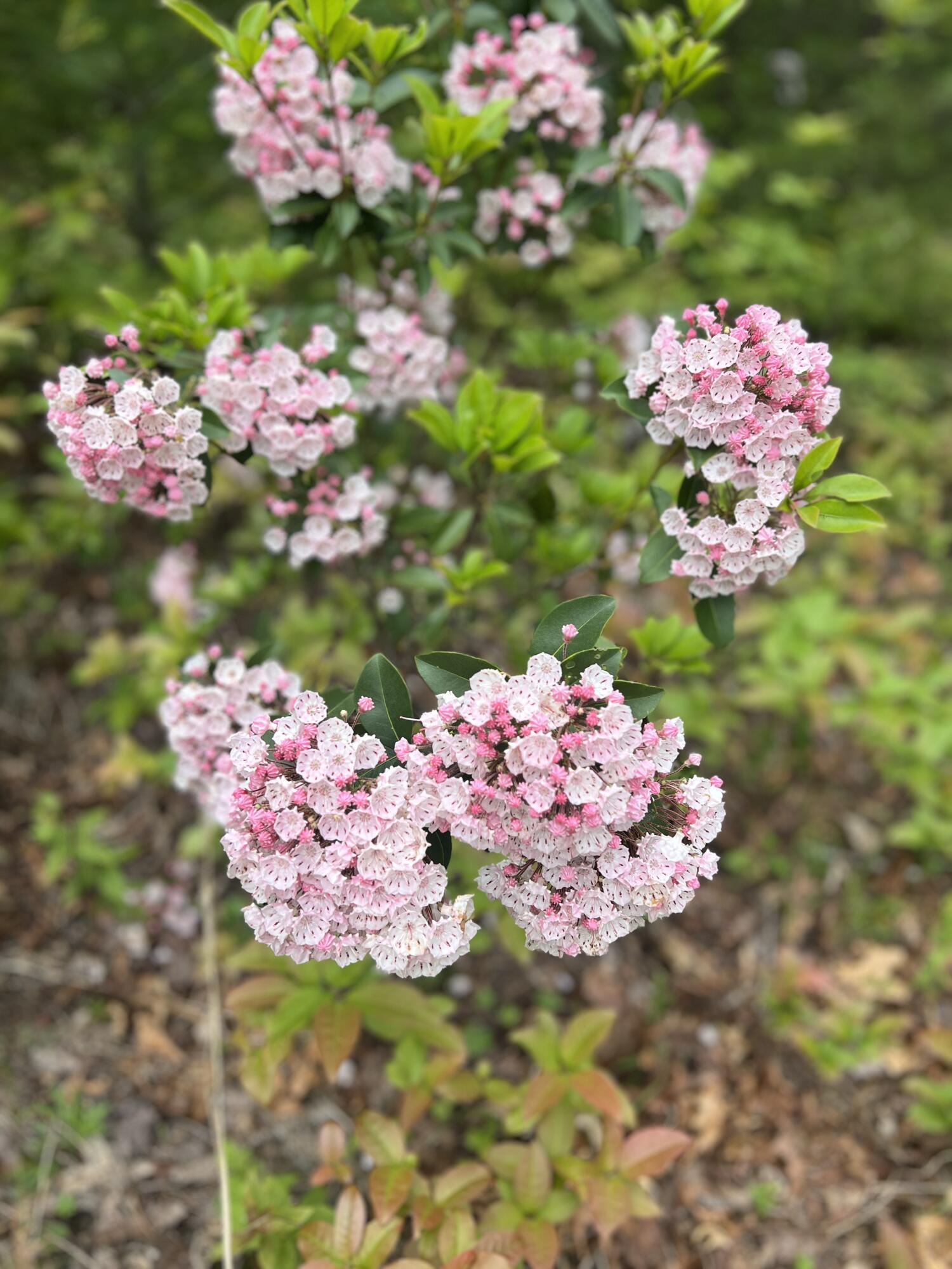 0 Robinson Tract Road Pulaski, VA 24301 - Photo 31 of 37 Tolley pic 37