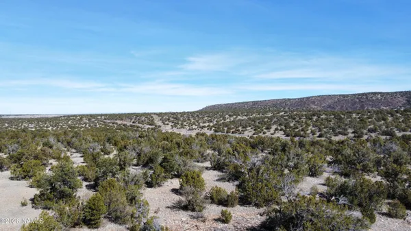 a view of a yard with plants and trees