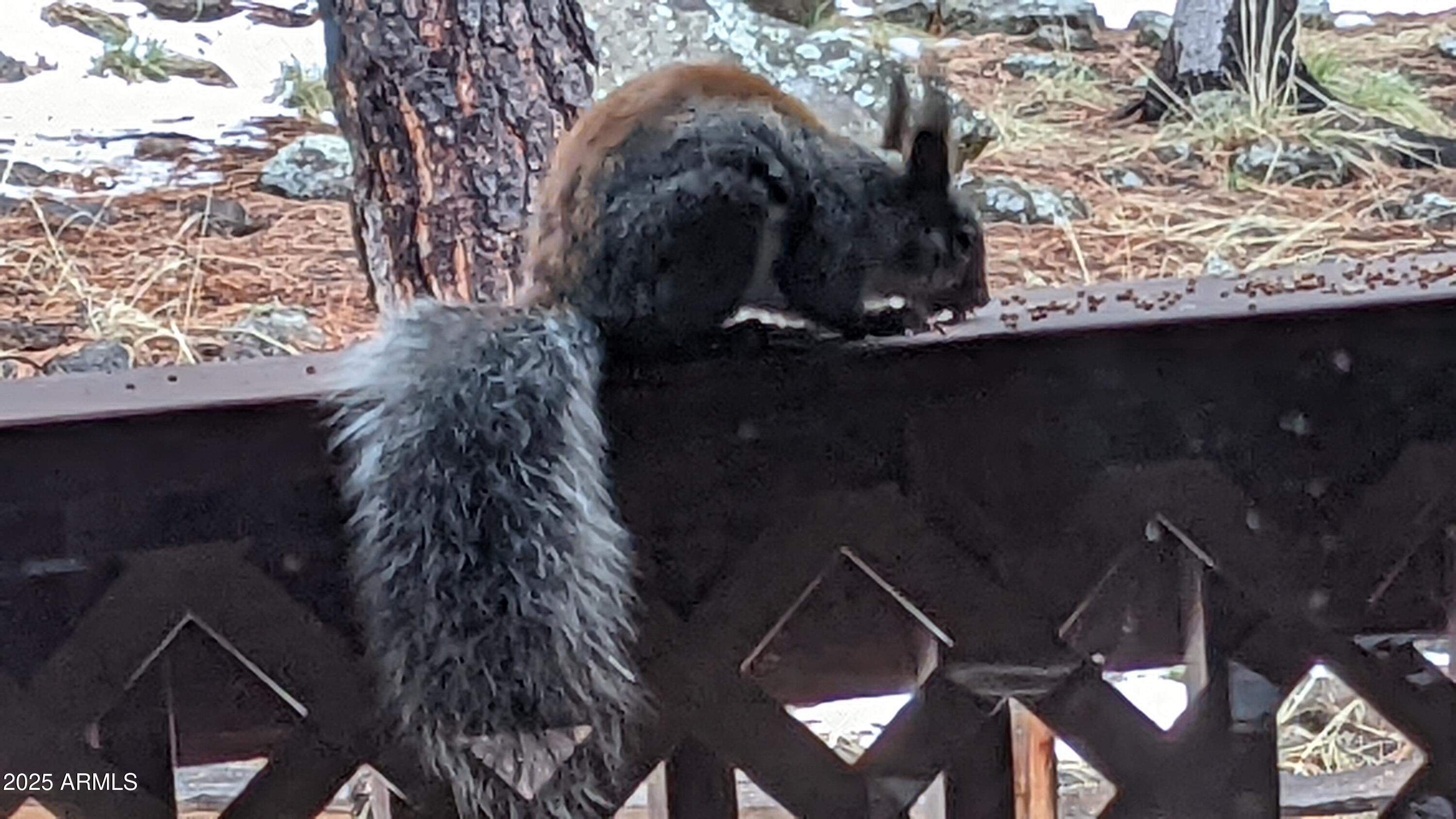 2358 Rainbow Lane Pinetop, AZ 85935 - Photo 45 of 50 a close up of a sink