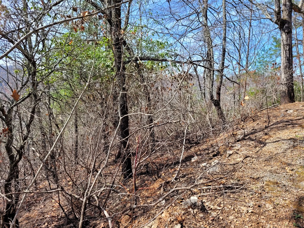 14 Flaming Ridge Hayesville, NC 28904 - Photo 11 of 17 a view of a yard with a tree