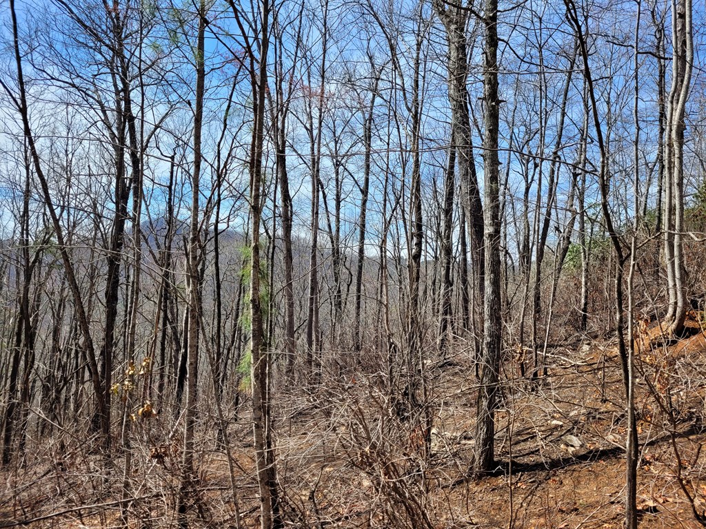 14 Flaming Ridge Hayesville, NC 28904 - Photo 12 of 17 a view of outdoor space with a garden