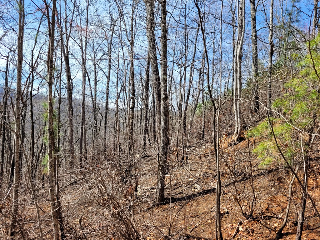14 Flaming Ridge Hayesville, NC 28904 - Photo 13 of 17 a view of forest