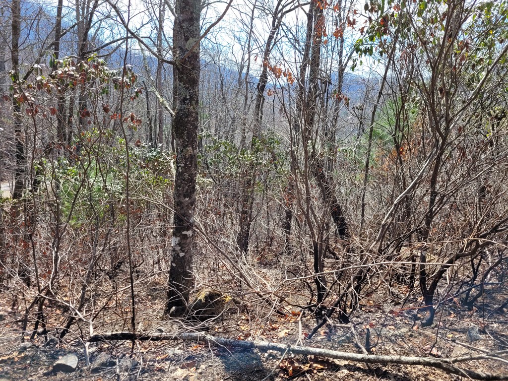 14 Flaming Ridge Hayesville, NC 28904 - Photo 5 of 17 a view of forest